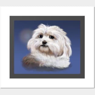 Shih Tzu Posters and Art